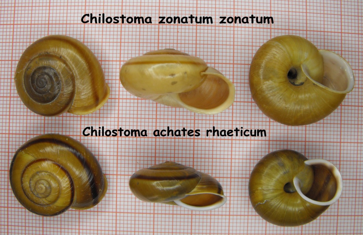 Chilostoma achates raethicum (Strobel, 1857)